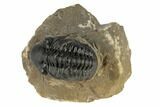 Detailed Reedops Trilobite - Atchana, Morocco #190287-2